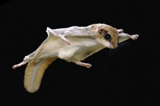 1926 Isle of Man TT Competitor